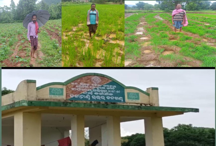 ହାତୀ ଉପଦ୍ରବ,ଚିନ୍ତା ରେ ଚାଷୀ,