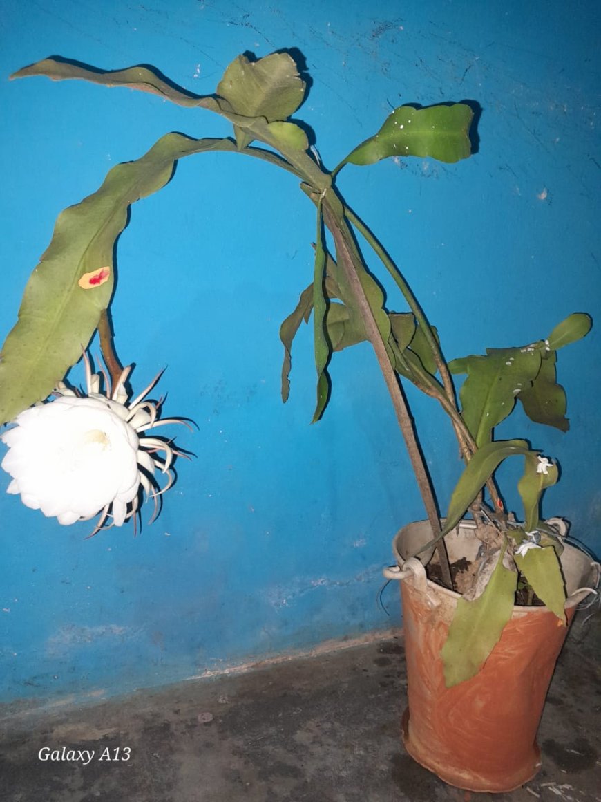 ନର୍ଲା ରେ ଫୁଟିଲା ଦୁର୍ଲଭ ବ୍ରହ୍ମ କମଲ ପୁଷ୍ପ, ଅଞ୍ଚଳ ରେ ଭକ୍ତି ମୟ ପରିବେଶ