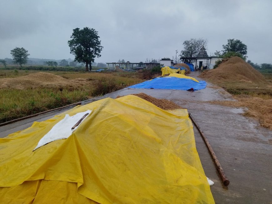 ଅଦିନିଆ ବର୍ଷା ପ୍ରଭାବରେ ଚାଷୀକୁଳ ହନ୍ତସନ୍ତ ମେଘୁଆ ସାଙ୍ଗକୁ ଲଗାତାର ବର୍ଷ