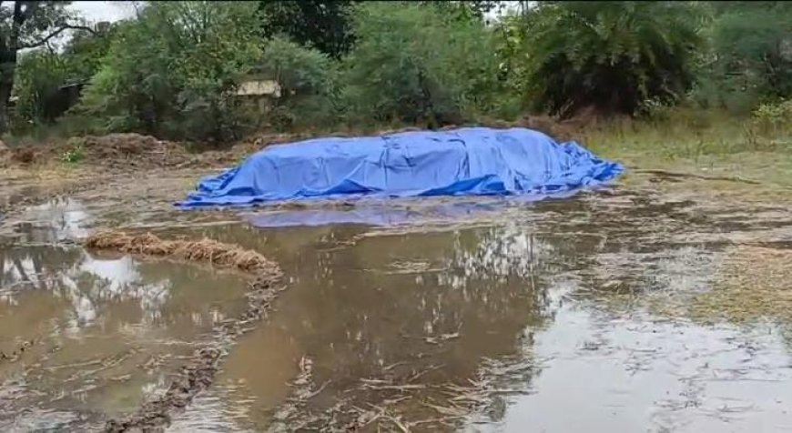 ଲଘୁଚାପ ବର୍ଷାରେ ମଣ୍ଡି ଓ ଖଳାରେ ଭିଜୁଛି ପାଚିଲା ଧାନ: ଚିନ୍ତାରେ ଚାଷୀ କୂଳ,