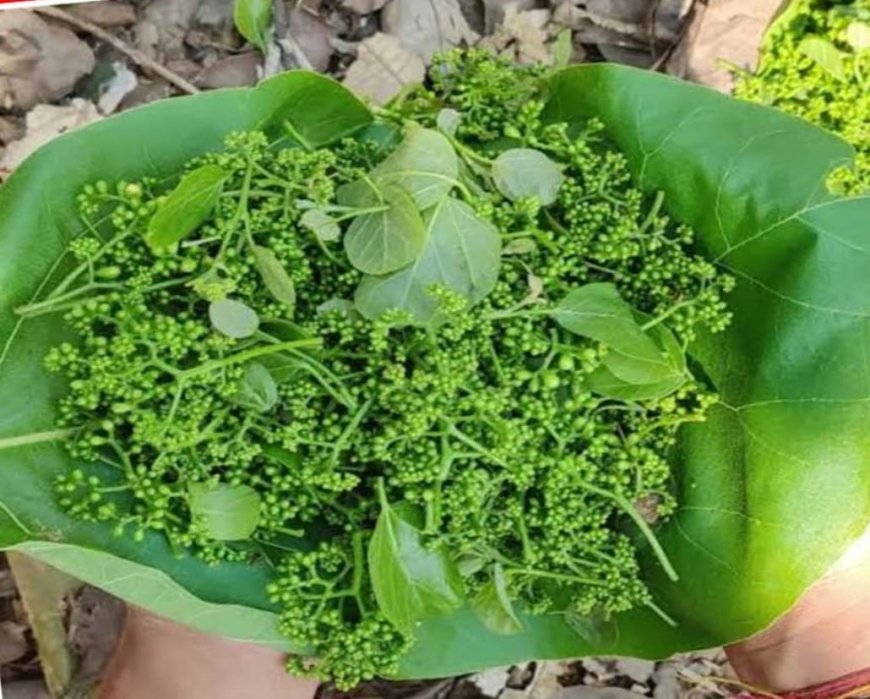 ରୋଜଗାର ର ମାଧ୍ଯମ ସାଜିଛି ବହଲ୍ କଢ଼,