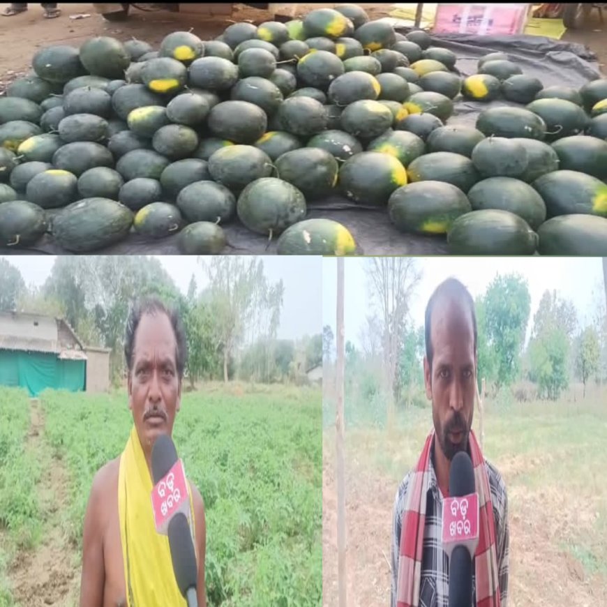 ତରଭୂଜ ଚାଷ ସାଜିଲା ରୋଜଗାର୍ ର ମାଧ୍ୟମ,