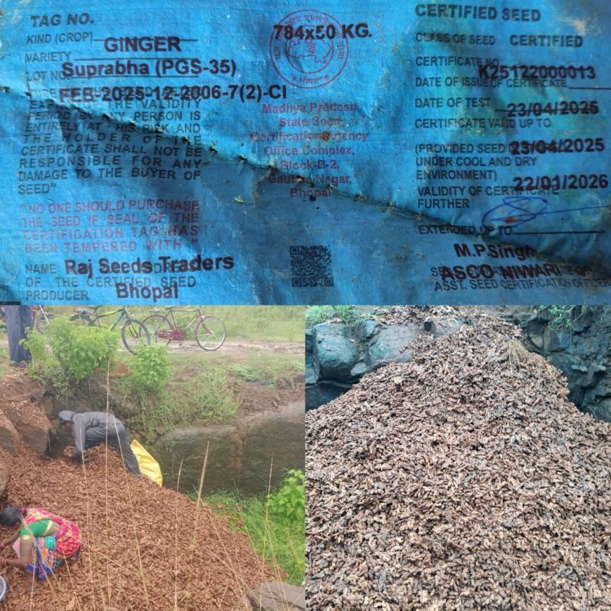 ରାସ୍ତା କଢ଼ରେ ପଡିଛି କୁଢ଼ କୁଢ଼ ଅଦା ।